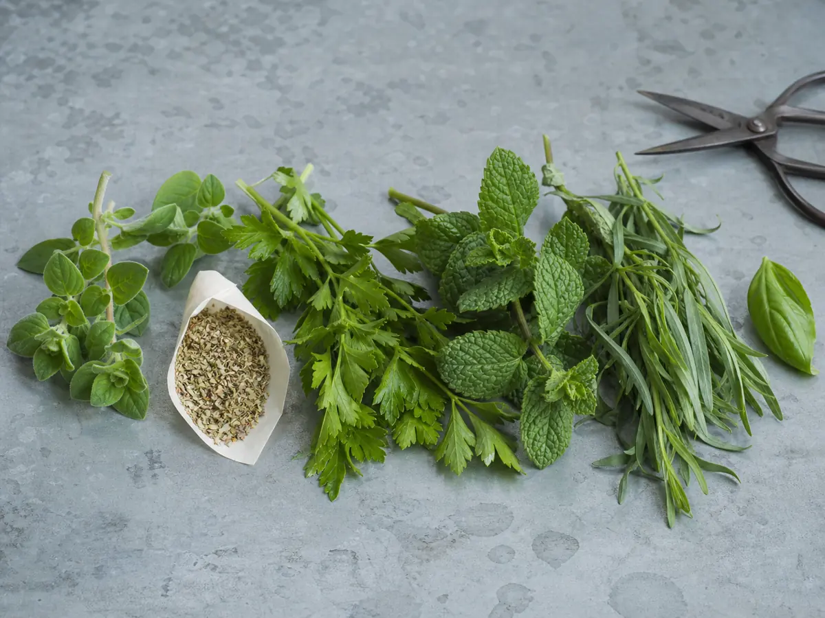 Oregano, Italian seasoning, parsley, mint, and tarragon arranged on zinc - basil substitutes | KnowTheSpices