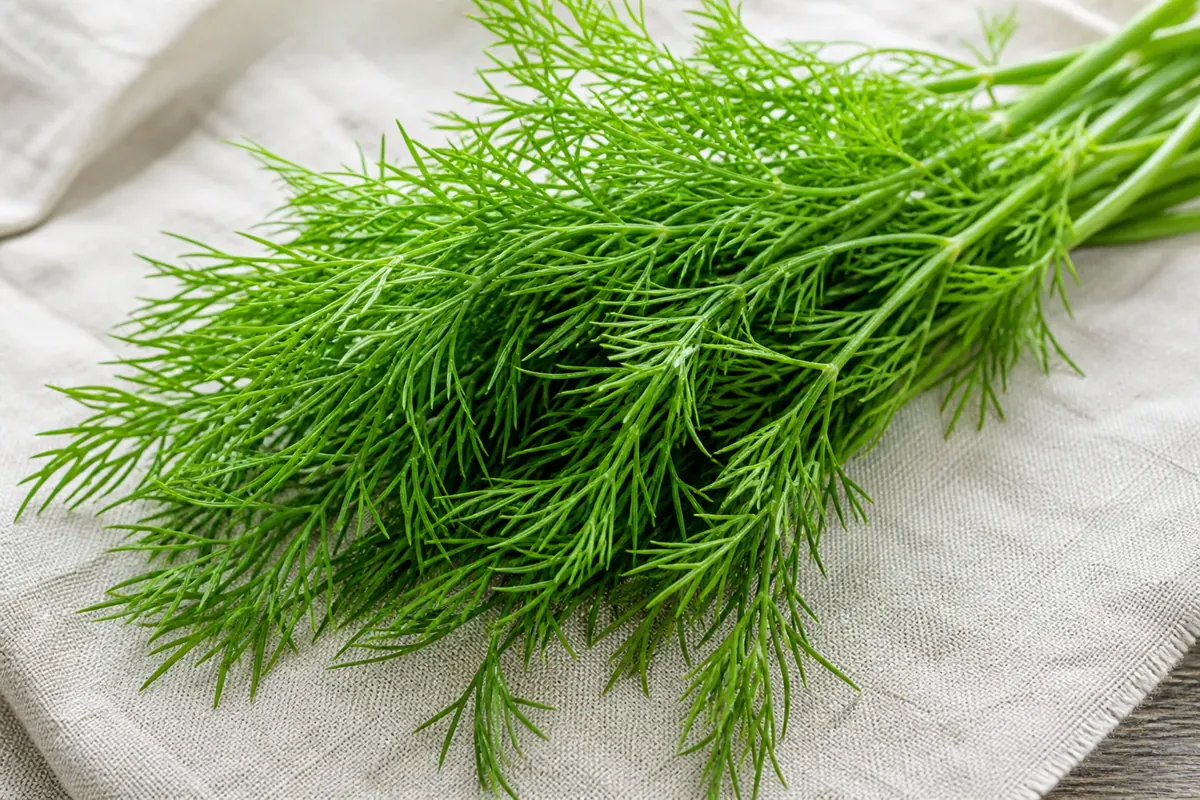 Fresh green dill fronds showing their fine branching leaves on pale linen