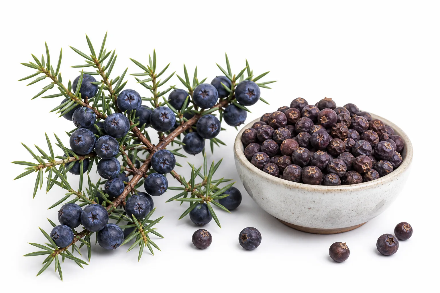 Ripe blue-black Juniperus communis cones on a branch beside dried culinary berries in a bowl - dried juniper berries | KnowTheSpices