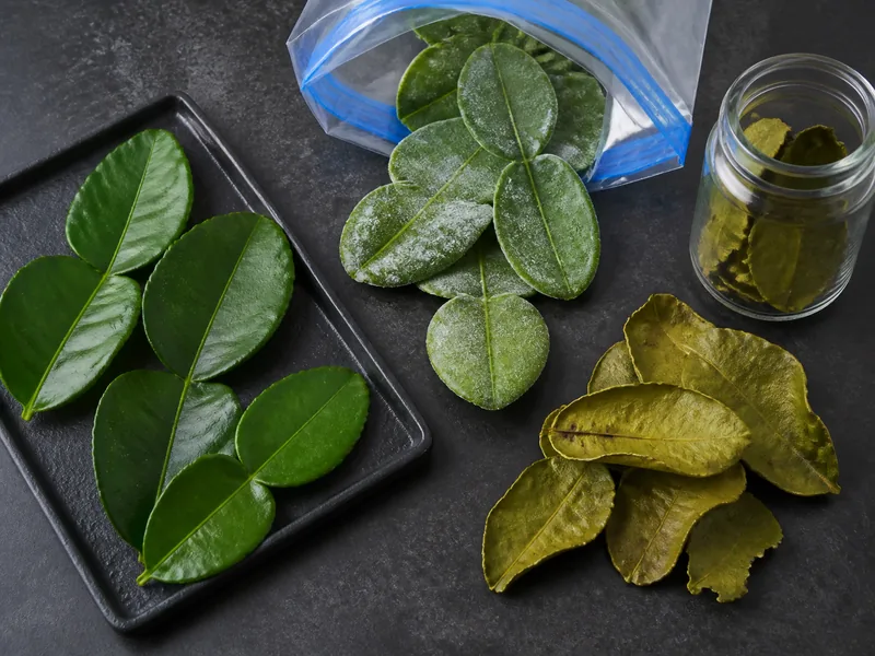 Fresh glossy makrut lime leaves, flat frozen leaves, and curled dried leaves on three separate trays
