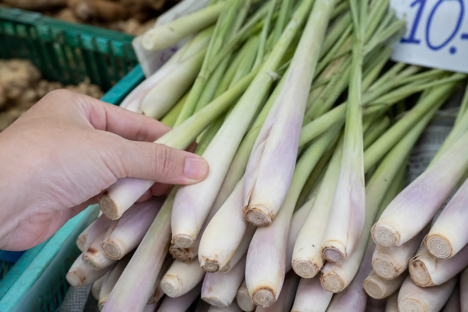 Firm pale lemongrass stalk beside a light dried stalk, split base, wrapped refrigerator bundle, and frozen portions
