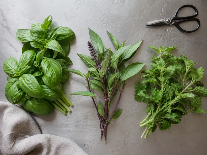 Sweet basil, purple-stemmed Thai basil, and rough-leaved holy basil on a prep table - thai basil substitutes | KnowTheSpices