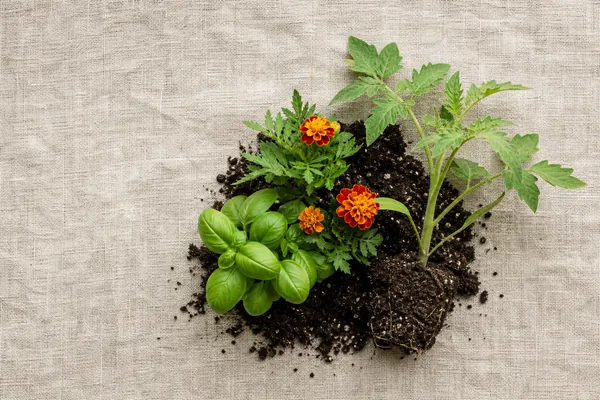 Herb Companion Planting: Which Pairings Actually Help?