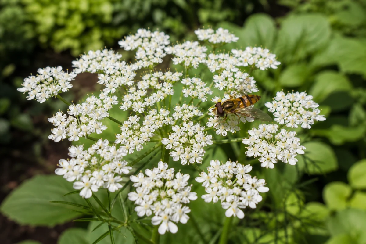 A flat white umbrella-shaped flowerhead of a carrot-family herb with a hoverfly standing on it feeding - flowering herbs attract pest predators | KnowTheSpices