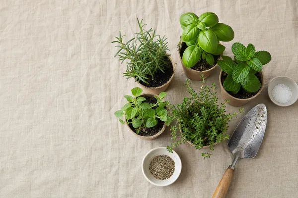 Growing and Drying Herbs at Home Without Losing Aroma