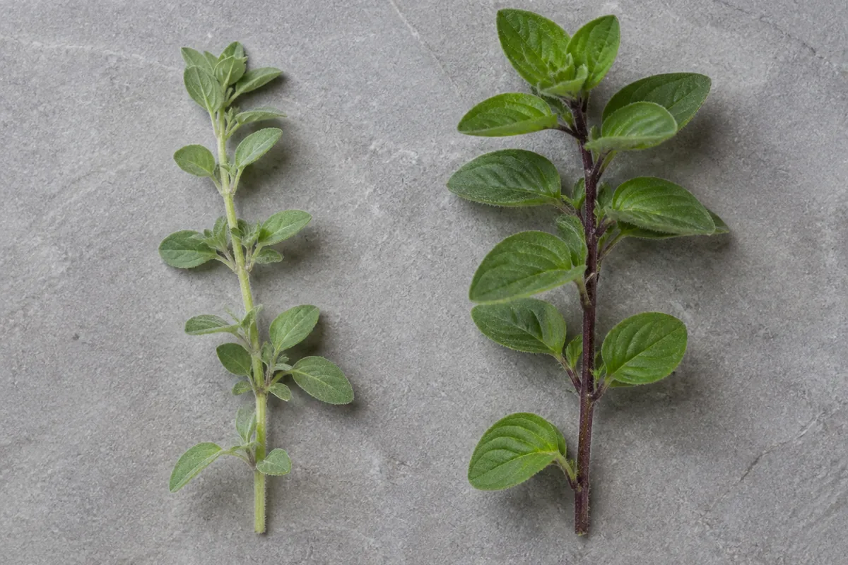 A sprig of soft grey-green marjoram beside a sprig of darker green oregano on slate - marjoram compared with oregano | KnowTheSpices