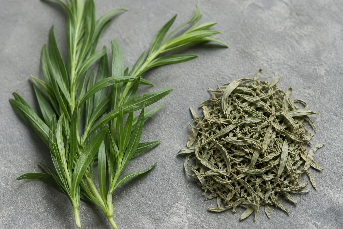 Fresh tarragon sprigs with long narrow leaves beside dried tarragon that still holds its leaf shape and grey-green color - fresh versus dried tarragon | KnowTheSpices