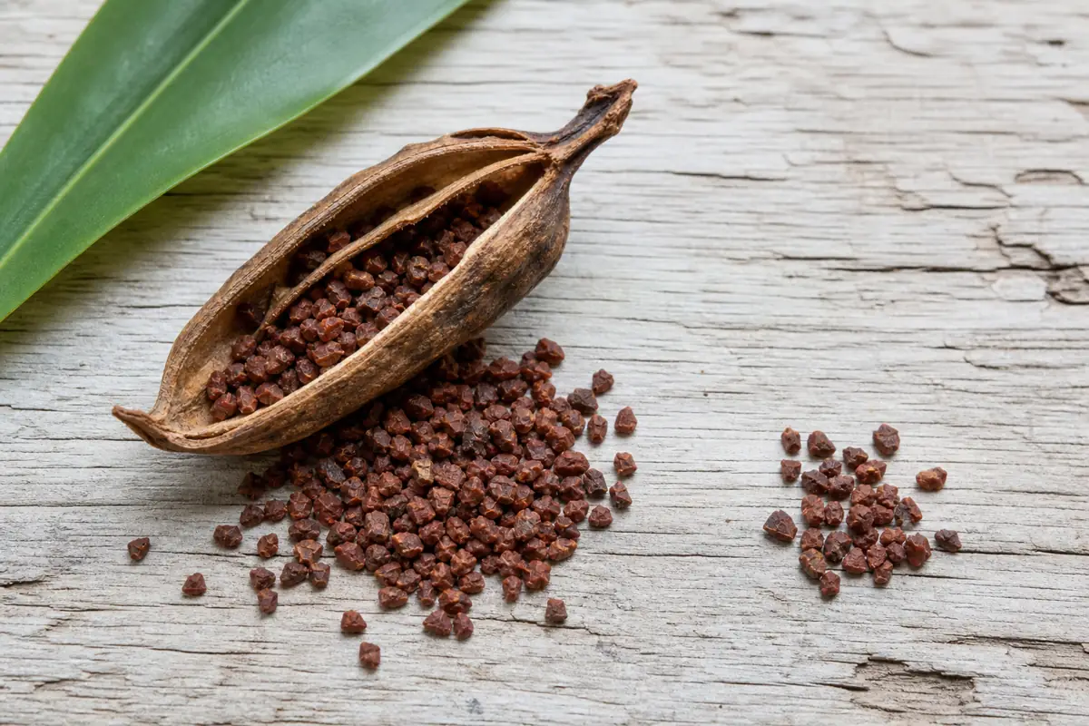 Open grains of paradise pod with many small reddish-brown angular seeds - Aframomum melegueta | KnowTheSpices